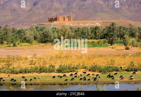 Marocco Kasbah di Tamnougalt e Jebel Kissane in Anti Atlas nella Valle del Draa Foto Stock