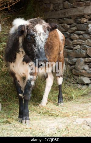 Animale della fattoria. Poco vitello mangiare fieno in una stalla. India Foto Stock