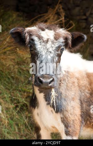 Animale della fattoria. Poco vitello mangiare fieno in una stalla. India Foto Stock