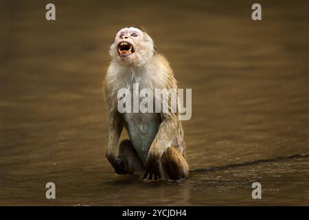 Toque Monkey in visualizzazione aggressiva Foto Stock