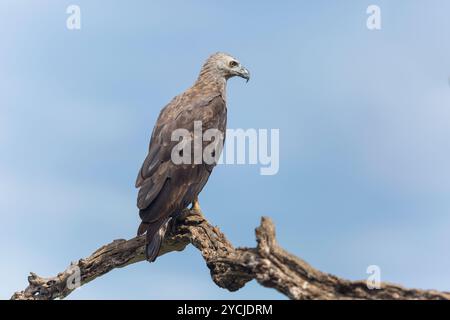 Aquila grigia di pesce arroccata su un albero Foto Stock