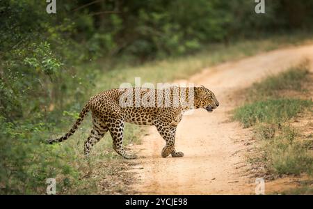 Leopard attraversa la strada a Yala Foto Stock