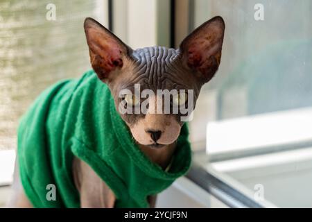 Gatto Sphynx che guarda nella tua anima Foto Stock