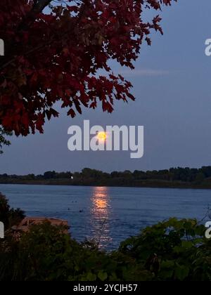 Una tranquilla vista sul lago al tramonto, con acque calme che riflettono i colori tenui del cielo e alberi lontani all'orizzonte. Le foglie che simboleggiano la caduta. Foto Stock