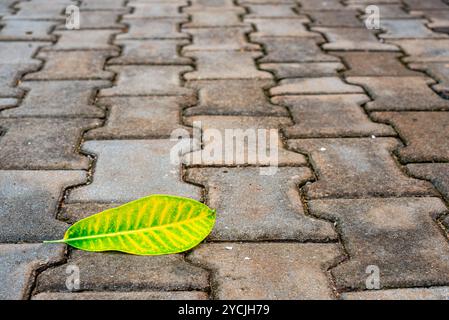 Una foglia sulle asfaltatrici Foto Stock