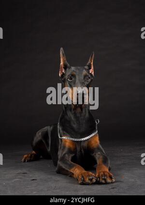 Dobermann ritratto sul nero. Studio shot del cane femmina. Foto Stock