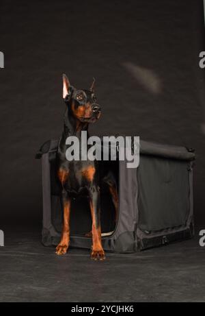 Cane Doberman vicino alla gabbia su sfondo nero Foto Stock