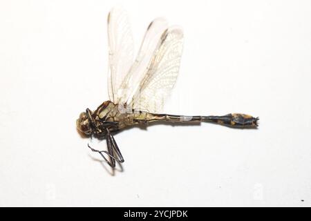 Midland Clubtail (Gomphurus fraternus) Insecta Foto Stock