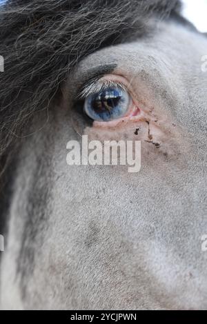 Cavallo bianco Foto Stock