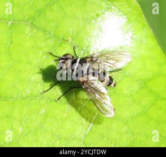 Australian Leafroller Tachinid (Trigonospila brevifacies) Insecta Foto Stock