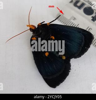 African Peach Moth (Egybolis vaillantina) Insecta Foto Stock