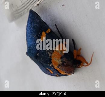 African Peach Moth (Egybolis vaillantina) Insecta Foto Stock