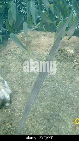 Pesce di corno azzurro (Fistularia commersonii) Actinopterygii Foto Stock