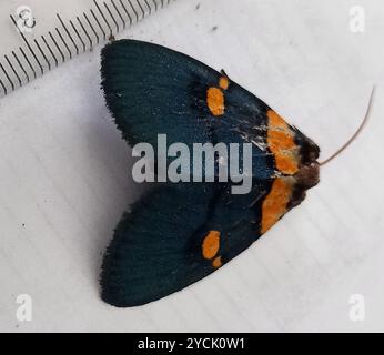 African Peach Moth (Egybolis vaillantina) Insecta Foto Stock