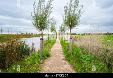 Percorso pedonale di recente costruzione con salici su entrambi i lati lungo un canale a Waddinxveen, Paesi Bassi Foto Stock