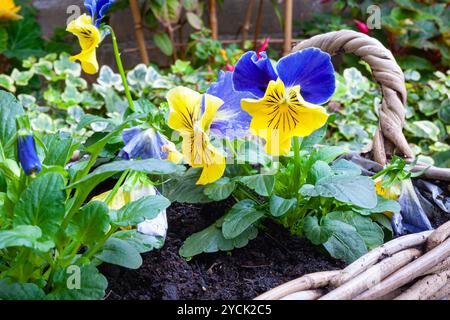 Padelle giallo-viola in un cestello di vimini Foto Stock