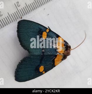 African Peach Moth (Egybolis vaillantina) Insecta Foto Stock