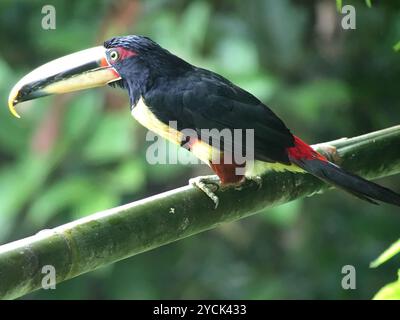 Aracari (Pteroglossus torquatus erythropygius) Aves con mandiboli pallidi Foto Stock