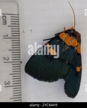 African Peach Moth (Egybolis vaillantina) Insecta Foto Stock