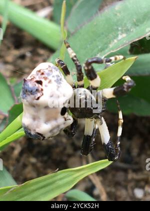 Ragno comune (Celaenia excavata) Arachnida Foto Stock