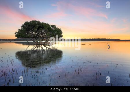 Mangrovie e ariete bianco , tipo di aironi, al mattino mostrando le caratteristiche radici di PEG delle mangrovie che si stagliano fuori dall'acqua. Foto Stock