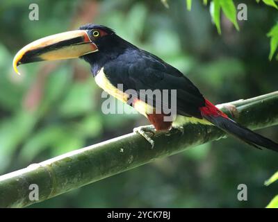 Aracari (Pteroglossus torquatus erythropygius) Aves con mandiboli pallidi Foto Stock