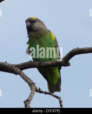 Pappagallo bruno ugandese (Poicephalus meyeri saturatus) Aves Foto Stock