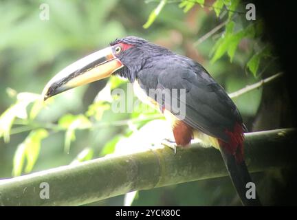 Aracari (Pteroglossus torquatus erythropygius) Aves con mandiboli pallidi Foto Stock