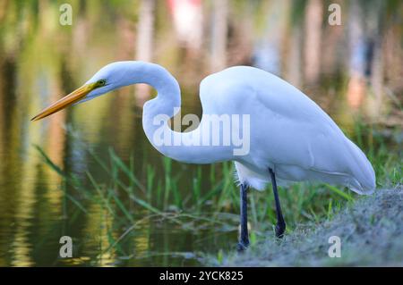Primo piano di una grande egret (Ardea alba), un airone bianco di medie dimensioni con un lago colorato riflesso sullo sfondo. Sta cercando insetti da cacciare. Foto Stock