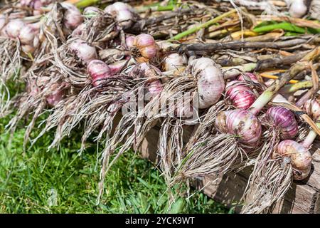 Appena scavato aglio organico essiccamento sull'erba Foto Stock