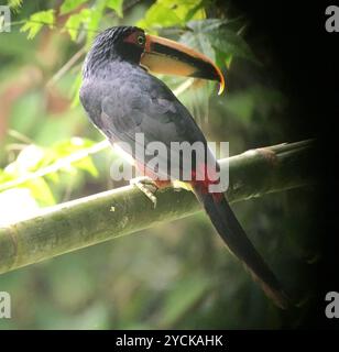 Aracari (Pteroglossus torquatus erythropygius) Aves con mandiboli pallidi Foto Stock