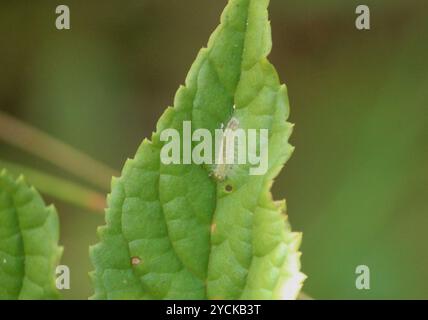 Judy (Abisara bifasciata suffusa) Insecta Foto Stock