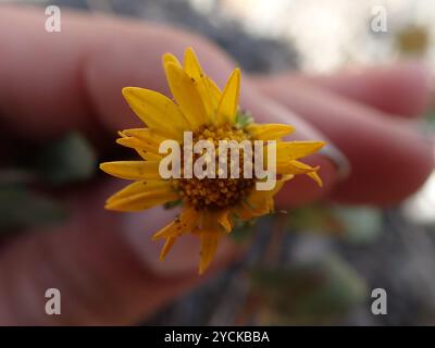 Curlycup Gumweed (Grindelia Square) Plantae Foto Stock