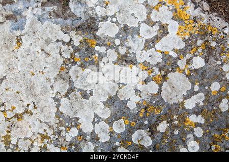 Consistenza della pietra ricoperta di muffa Foto Stock