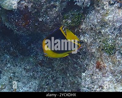 Bellezza rocciosa (Holacanthus tricolor) Actinopterygii Foto Stock