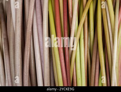 Acqua lilly steli texture colorati. Organico fresco di frutta e verdura al mercato asiatico Foto Stock