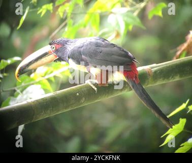 Aracari (Pteroglossus torquatus erythropygius) Aves con mandiboli pallidi Foto Stock