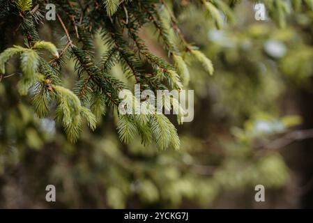 Rami di abete con aghi freschi a primavera Foto Stock