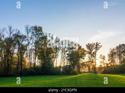 Foreste ripariali sul fiume Morava March, Marchauen Hohenau an der March Weinviertel Niederösterreich, bassa Austria Austria Foto Stock