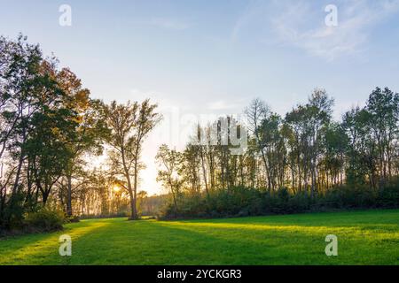 Foreste ripariali sul fiume Morava March, Marchauen Hohenau an der March Weinviertel Niederösterreich, bassa Austria Austria Foto Stock