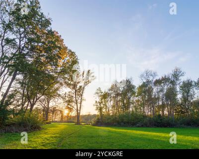 Foreste ripariali sul fiume Morava March, Marchauen Hohenau an der March Weinviertel Niederösterreich, bassa Austria Austria Foto Stock