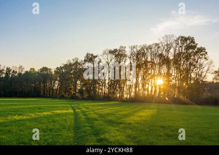 Foreste ripariali sul fiume Morava March, Marchauen Hohenau an der March Weinviertel Niederösterreich, bassa Austria Austria Foto Stock
