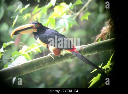 Aracari (Pteroglossus torquatus erythropygius) Aves con mandiboli pallidi Foto Stock