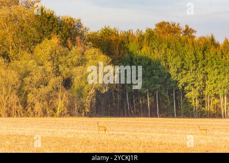 Hohenau an der March: Foreste ripariali sul fiume Morava (marzo), cervi a Weinviertel, Niederösterreich, bassa Austria, Austria Foto Stock