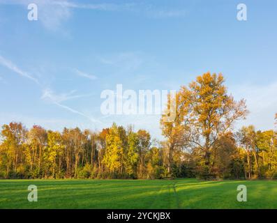 Hohenau an der March: Foreste ripariali sul fiume Morava (marzo), Marchauen a Weinviertel, Niederösterreich, bassa Austria, Austria Foto Stock