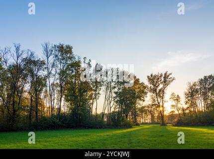 Hohenau an der March: Foreste ripariali sul fiume Morava (marzo), Marchauen a Weinviertel, Niederösterreich, bassa Austria, Austria Foto Stock