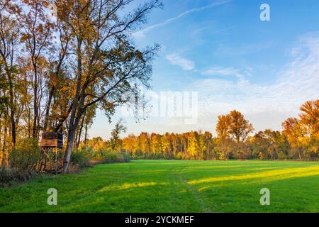 Hohenau an der March: Foreste ripariali sul fiume Morava (marzo), Marchauen a Weinviertel, Niederösterreich, bassa Austria, Austria Foto Stock