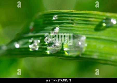 l'acqua cade in un'uscita verde Foto Stock