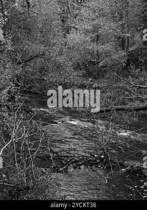 Un'immagine in bianco e nero del fiume Derwent scorre intorno e sotto gli alberi che sono caduti nel torrente nella Forge Valley Woods Foto Stock