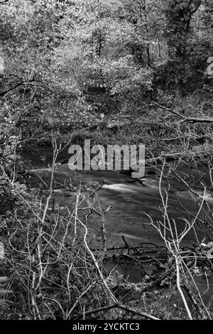 Un'immagine in bianco e nero del fiume Derwent visto attraverso gli alberi caduti mentre scorre lentamente attraverso la Forge Valley Woods Foto Stock